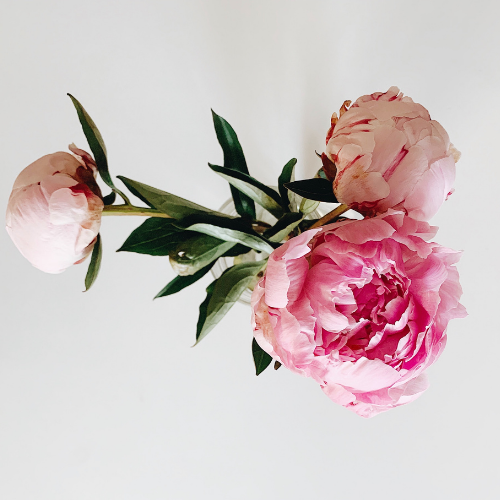 preconception care program empowered conception with ileana kapic reproductive biologist, fertility coach and fertility doula preconception care program empowered conception with ileana kapic reproductive biologist, fertility coach and fertility doula